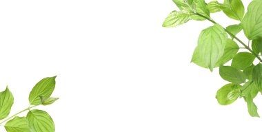 Beyaz arka planda taze yeşil yapraklı dallar