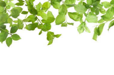 Beyaz arka planda taze yeşil yapraklı dallar