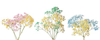 Beyaz arka planda farklı renklerde küçük çiçeklerle Gypthe dalları, kolaj