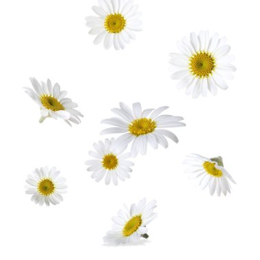 Beyaz arka planda düşen güzel papatya çiçekleri