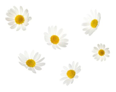 Beyaz arka planda düşen güzel papatya çiçekleri