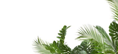 Beyaz arka planda taze yeşil tropikal yapraklar