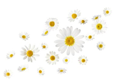 Beyaz arka planda düşen güzel papatya çiçekleri