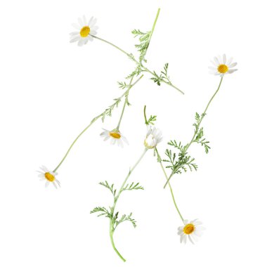 Beyaz arka planda düşen güzel papatya çiçekleri