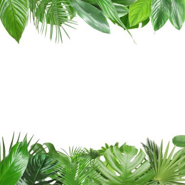 Beyaz arka planda taze yeşil tropikal yapraklardan yapılmış çerçeve