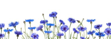 Beyaz arka planda parlak mavi çiçek, afiş tasarımı. Çayır bitkisi