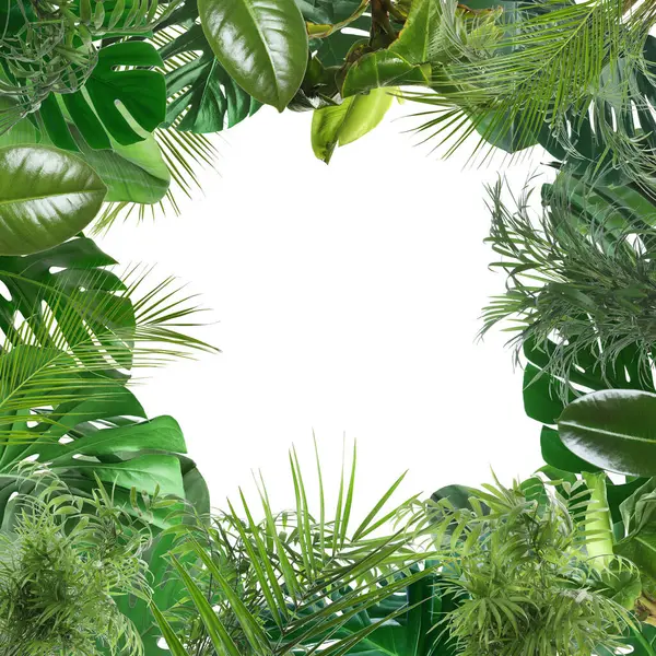 Beyaz arka planda taze yeşil tropikal yapraklardan yapılmış çerçeve