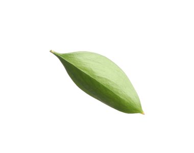One fresh green Ruscus leaf isolated on white