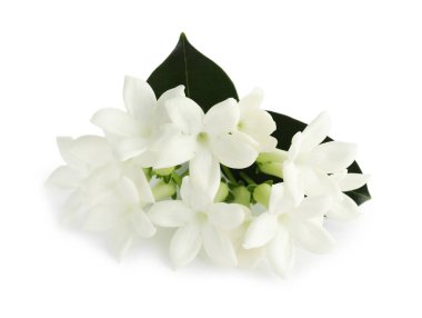 Güzel aromatik yasemin çiçekleri ve beyaz yapraklar.