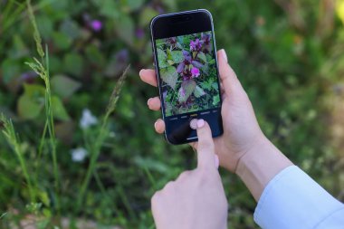 Açık havada akıllı telefondan bitki tanıma uygulaması kullanan bir kadın.
