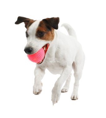 Beyaz arka planda oyuncakla oynayan sevimli bir köpek. Sevimli hayvan