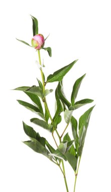 Tomurcuklu şakayık bitkisi ve beyaz yapraklı