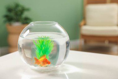 Akvaryumda beyaz masada temiz suyla yüzen altın balıklar.