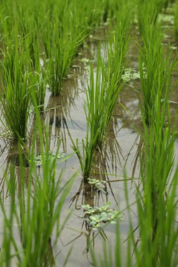 Çeltik tarlasında olgunlaşan pirinç bitkileri, yakın plan