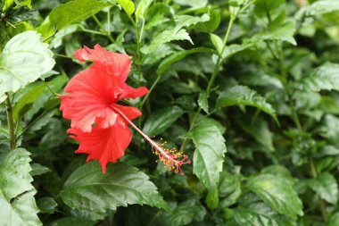 Bahçede büyüyen güzel kırmızı amber çiçeği, yakın plan.