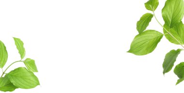 Beyaz arka planda taze yeşil yapraklı dallar