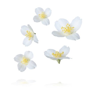 Güzel yasemin çiçekleri beyaz arka plana düşüyor