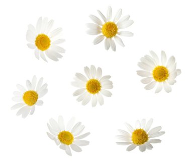 Beyaz arka planda güzel papatya çiçekleri, kolaj