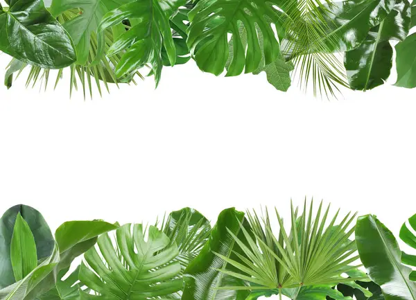 Beyaz arka planda taze yeşil tropikal yapraklardan yapılmış çerçeve