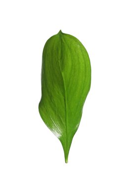 One fresh green Ruscus leaf isolated on white