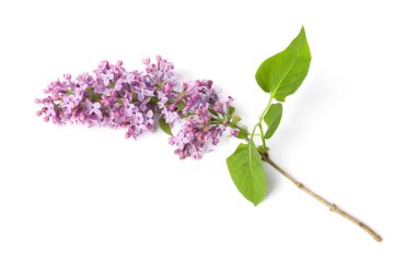 Güzel leylak çiçekleri ve yaprakları olan bir dal.