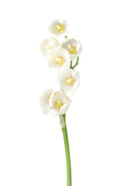 Vadinin güzel kokulu çiçekleri beyazlar üzerinde izole edilmiş.