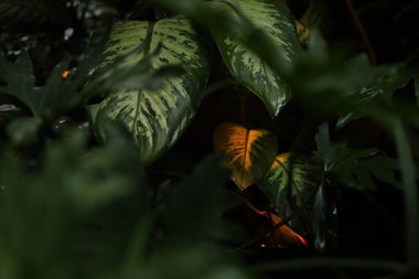 Farklı güzel tropikal bitkiler dışarıda yetişiyor.