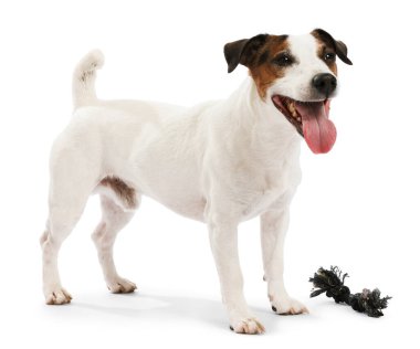 Beyaz arka planda oyuncakla oynayan sevimli bir köpek. Sevimli hayvan