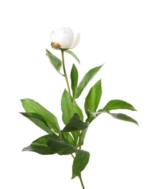 Tomurcuklu şakayık bitkisi ve beyaz yapraklı