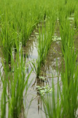 Çeltik tarlasında olgunlaşan pirinç bitkileri, yakın plan