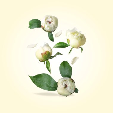 Güzel şakayık çiçekleri ve yeşil yapraklar bej renkli arkaplana düşüyorlar.