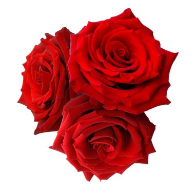 Güzel kırmızı gül çiçekleri beyaz üzerine izole edilmiş.