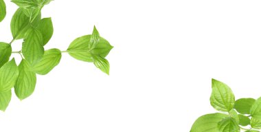 Beyaz arka planda taze yeşil yapraklı dallar