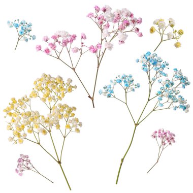 Beyaz arka planda farklı renklerde küçük çiçeklerle Gypthe dalları, kolaj