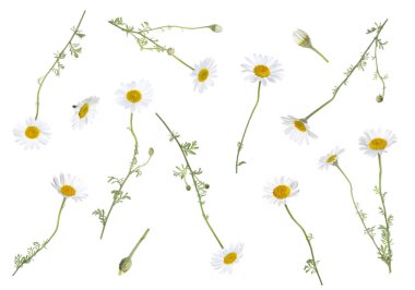 Beyaz arka planda düşen güzel papatya çiçekleri