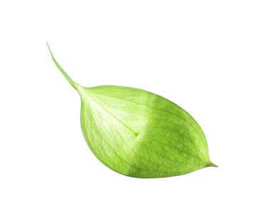 One fresh green Ruscus leaf isolated on white