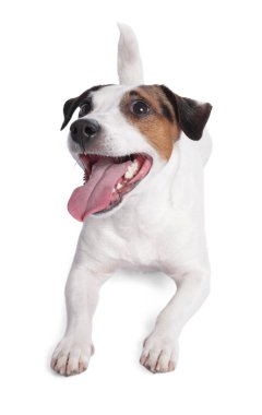 Beyaz arka planda sevimli Jack Russell Terrier köpeği