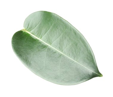 Bir yeşil yasemin yaprağı beyaza izole edilmiş.