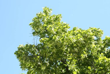 Mavi gökyüzünün altında yeşil yapraklı ağaç dalları, alçak açı manzaralı