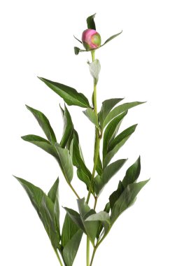 Tomurcuklu şakayık bitkisi ve beyaz yapraklı