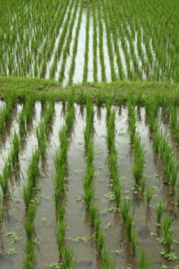 Çeltik tarlasında olgunlaşan pirinç bitkileri, yakın plan