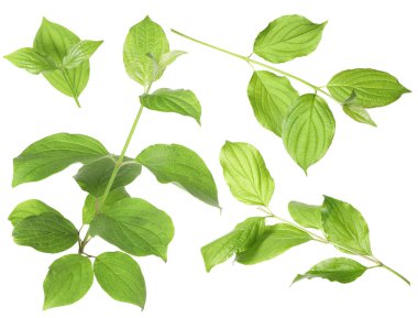 Beyaz arka planda yeşil yapraklı dallar, kolaj