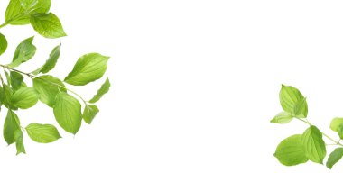 Beyaz arka planda taze yeşil yapraklı dallar