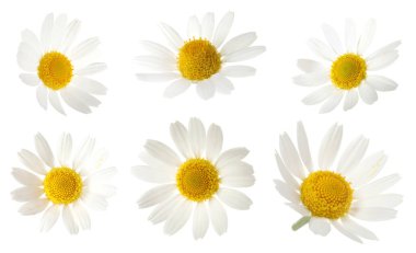 Beyaz arka planda güzel papatya çiçekleri, kolaj