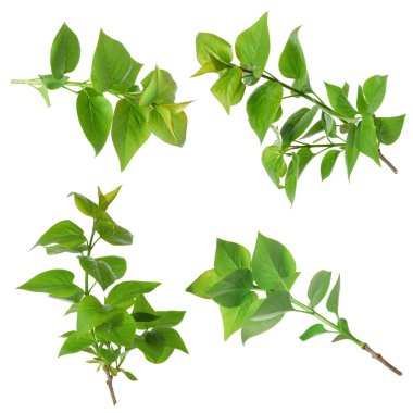 Beyaz arka planda yeşil yapraklı dallar, kolaj