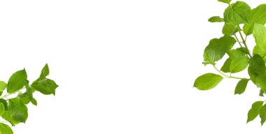 Beyaz arka planda taze yeşil yapraklı dallar