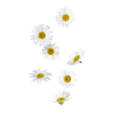 Beyaz arka planda düşen güzel papatya çiçekleri