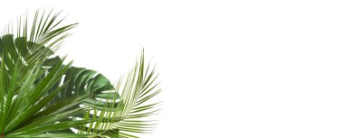 Beyaz arka planda taze yeşil tropikal yapraklar