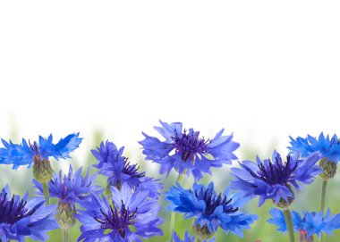 Beyaz arka planda parlak mavi çiçekler. Çayır bitkisi