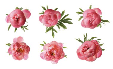 Aromatik mercan şakayık çiçekleri beyaz sette izole edilmiş.